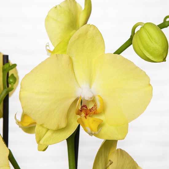 Pastel yellow orchid 2