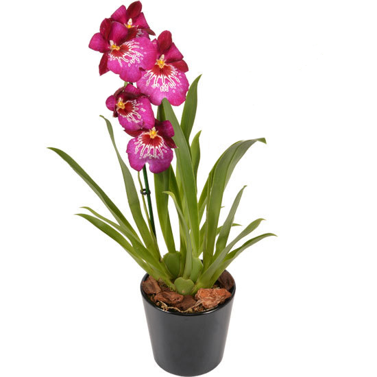 Orchidée Miltonia Newton