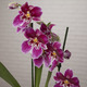 Red Tide Miltonia Orchid 2