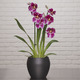 Red Tide Miltonia Orchid 3