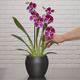 Red Tide Miltonia Orchid