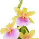 Sunset Miltonia Orchid 2