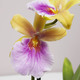 Sunset Miltonia Orchid 3