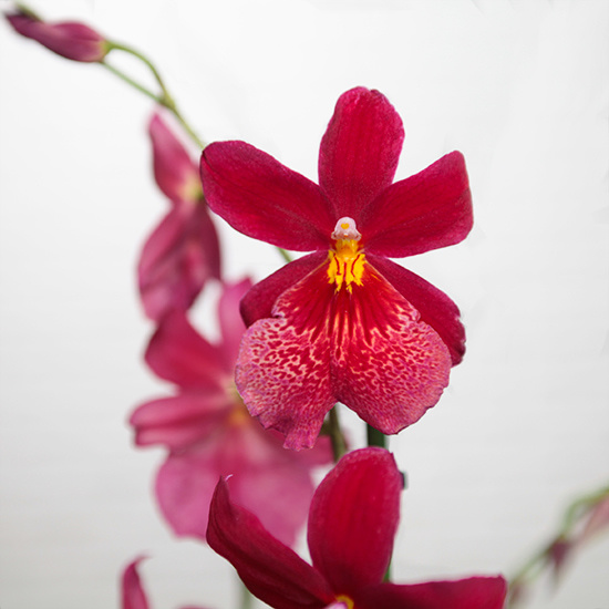 Nelly Isler Orchid