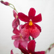 Nelly Isler Orchid
