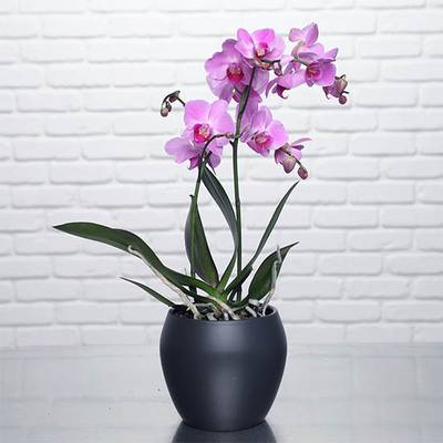 Orchidée Mauve Unique avec Cache-Pot Doré - Plante d'Intérieur
