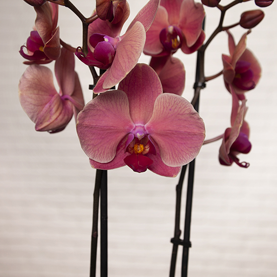 Coral Phalaenopsis Orchid 2