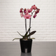 Coral Phalaenopsis Orchid