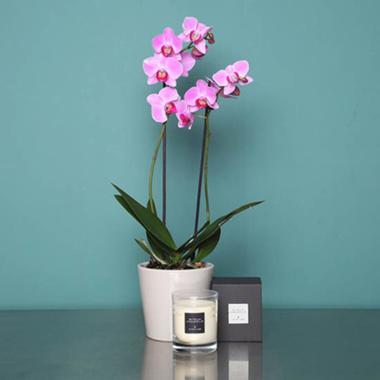 Pink orchid and scented candle