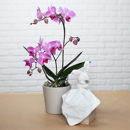 Orchidée phalaenopsis et doudou lapin