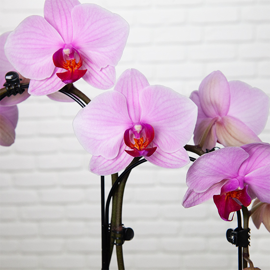 Pink orchid with 2 branches  2