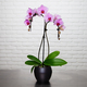 Pink orchid with 2 branches 