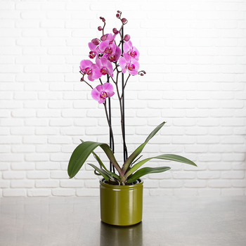 Pink butterfly orchid