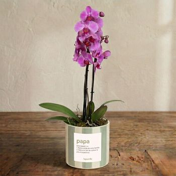Pink butterfly orchid