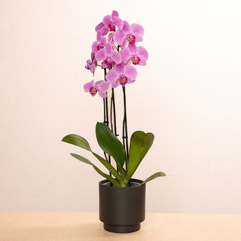 Orchidée Papillon