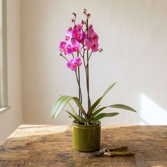 Orchidée rose en pot, Orchidée Papillon élégante