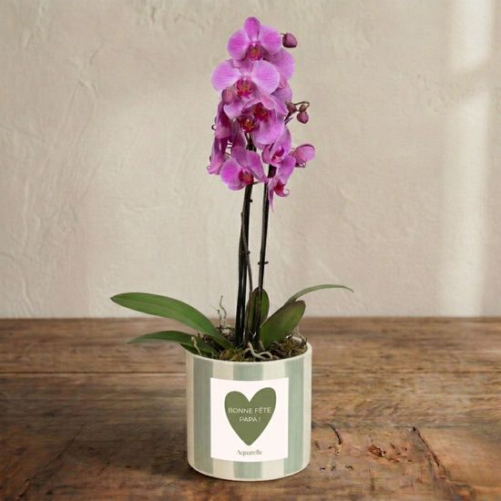 Pink butterfly orchid 3