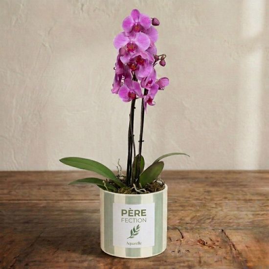 Pink butterfly orchid 4