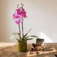 Orchidée Papillon rochers