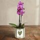 Pink butterfly orchid 3
