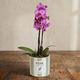 Pink butterfly orchid 4