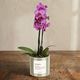 Pink butterfly orchid