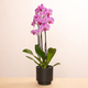 Orchidée Papillon