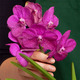 Orchidée Vanda fuchsia 2