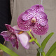 Purple Vanda Orchid 2