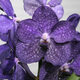 Orchidée Vanda Violet Intense  2