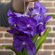 Deep violet Vanda orchid 2