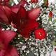 Petit Bouquet de Noël rouge et blanc 2