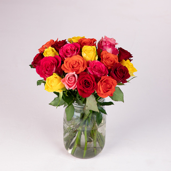 20 Harlequin multicoloured roses