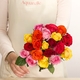 20 Harlequin multicoloured roses