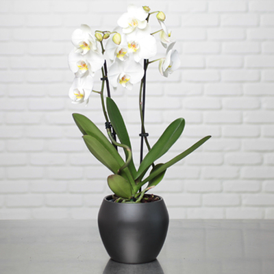 Acheter Orchidée blanche - Délicate et purifiante 