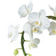 phalaenopsis blanc