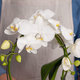 Cascade d'orchidée blanche 2
