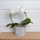 Cascade d'orchidée blanche 3