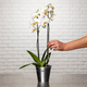 Phalaenopsis Blanc