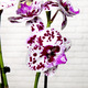  Phalaenopsis 'Speckled'