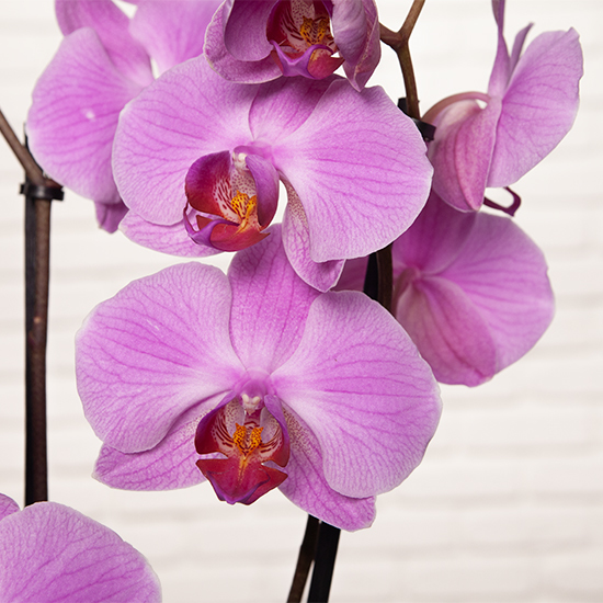 Orchidée rose Joyeux anniversaire 3