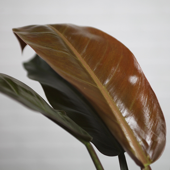 Philodendron 2