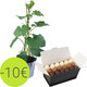 Cucumber plant and rochers