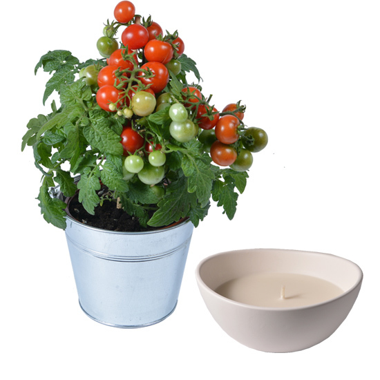 Cherry tomato plant and a 200g scented candle