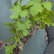 'Mini Vineyard' grapevine 2