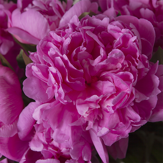 peonies mother's day