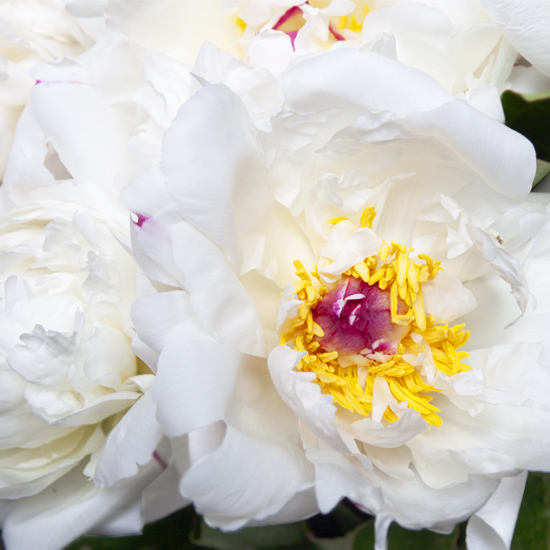 Exceptional White Peonies  3