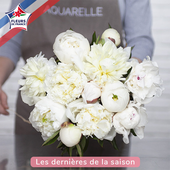 Exceptional White Peonies 