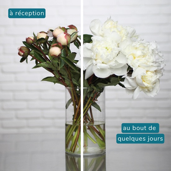 Pivoines blanches d’exception 3