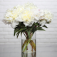 Exceptional White Peonies  3